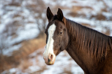 Wall Mural - horse in winter