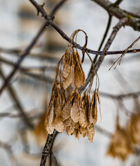 Wall Mural - leaves on a branch