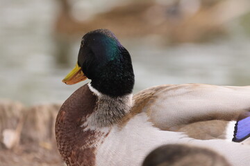 Wall Mural - A very close side view of a wild duck