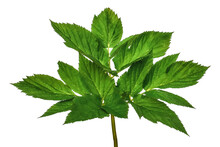 Young Single Leaf Of The Angelica Or Aegopodium Plant. Raster Clipart Of The Ground Elder Or Wild Celery Isolated On White Or Transparent Background