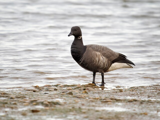 Canvas Print - Brent goose, Branta bernicla,