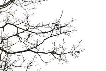 Dead branches , Silhouette dead tree or dry tree  on white background. Save with clipping path.