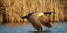 Canada Goose Flying Low Over The Marsh