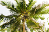 Fototapeta Łazienka - Beautiful tropical palm trees in Asia