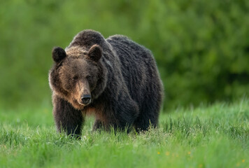Wall Mural - Wild brown bear ( Ursus arctos )
