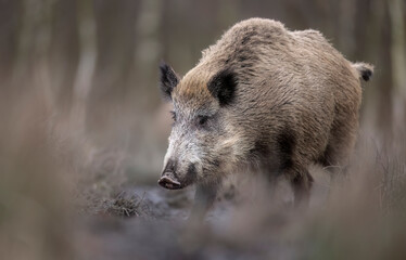 Wall Mural - Wild boar close up ( Sus scrofa )