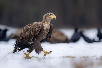 Sticker - Sea eagle or white tailed eagle ( Haliaeetus albicilla)