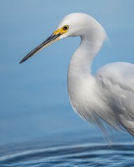 Wall Mural - Snowy Egret