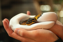 Amazon Ball Python Curled Up In Hands Of Owner