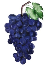 Hand-painted Abstract Clip Art Of Dark Blue Grapes And Green Leaf On A Tree Branch. Suitable For Social Media Posts, Postcards, Logo, Mobile Apps, Banners Design And Web Ads, Prints And More. PNG File