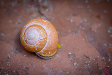 Empty Little Snail Shell On Brick Background
