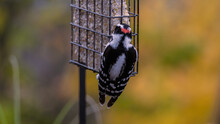 Back Of Downy Woodpecker While On Feeder Eating Suet In South-eastern Ontario, Canada
