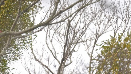 Canvas Print - japanese waxwing on a plum tree