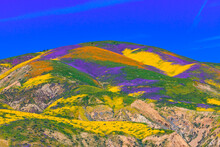 California Wildflower Super Bloom In Carrizo Plain National Monument - One Of The Best Place To See Wildflowers 