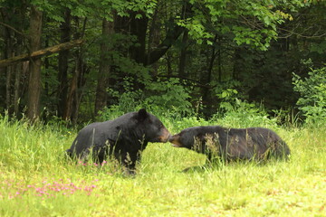 Wall Mural - black bear courtship