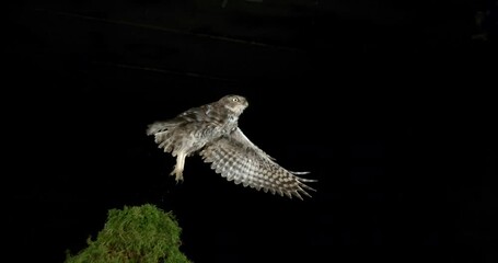 Wall Mural - little owl, athene noctua, adult in flight, normandy in france, slow motion 4k