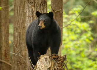 Wall Mural - black bear on a snag