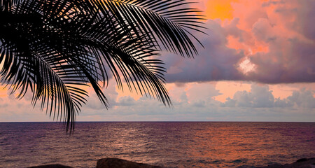 Wall Mural - Picturesque view of sea and palm tree at sunset