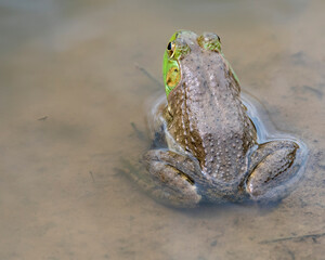 Poster - Bullfrog In Water