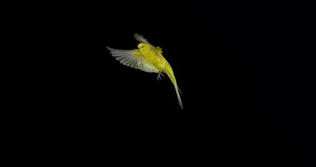 Wall Mural - budgerigar, melopsittacus undulatus, adult in flight against black background, normandy in france, s