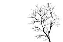 Image Of A Leafless Tree In PNG File On Transparent Background.