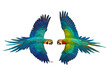 The encounter of the Macaw parrot on transparent background png file