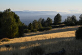 Fototapeta Na ścianę - Figueroa Mountain, Los Padres National Forest, Santa Ynez Valley