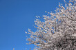 Cloudless blue sky and cherry trees