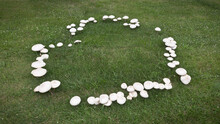 Large Mushrooms Growing In A Heart Shaped Fairy Ring Pattern On A Summer Day With A Green Grass And Clover Background.