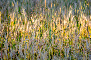 Beautiful cereal field in summer at sunset