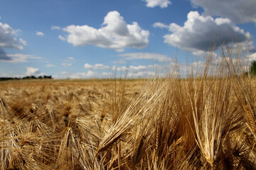 wheat field in the summer