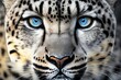 snow leopards face with its piercing blue eyes and distinctive markings, concept of Whiskers and Fur Pattern, created with Generative AI technology