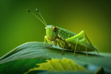 Closeup Of Green Grasshopper Cricket Eating And Destroying Leaves, Natural Green Background. Generative Ai
