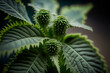 macro photo of a Green burdock leaves texture background. AI-Generated