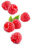 Fototapeta  - Raspberry isolated. Red raspberries with green leaf isolate on white background. Raspberry with leaves flying collection. Full depth of field.