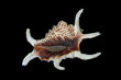 Distinctive shell, up to 20 cm, with six projections (including the long siphonal canal). Colour white, with brown mottling and streaks. Isolated in black background.