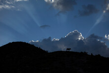 The Silhouette Of A Horse As The Sun Sets Over Cerro Quemado Mountain In Wirikuta, Real De Catorce, San Luis Potosi, Mexico
