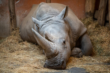 a black rhinoceros, black rhino or hook-lipped rhinoceros resting on ground indoors, close-up portra