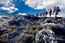 Hikers Approaching Summit Of MtÂ Kilimanjaro, Tanzania