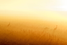 Sandhill Cranes Sunrise Silhouette
