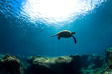 An Underwater View Of A Hawaiian Sea Turtle At Sharks Cove
