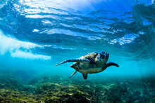 An Under Water View Of A  Hawaiian Sea Turtle At Laniekea, On Oahu's North Shore.