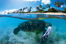 A Split Level View Of A Hawaiian Sea Turtle After Just Capturing An Octopuss.