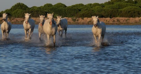 Wall Mural - Camargue Horse, Herd trotting or galloping in Ocean near the Beach, Saintes Marie de la Mer in Camargue, in the South of France, Slow Motion 4K