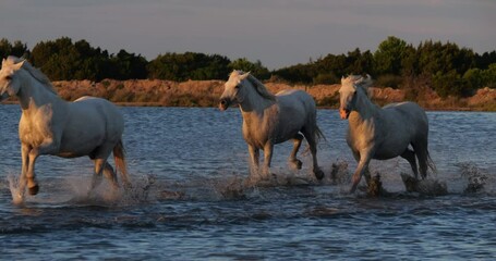 Wall Mural - camargue horse, herd trotting or galloping in ocean near the beach, saintes marie de la mer in camar
