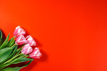 Pink Tulips On A Red Background. Mothers Day . Women's Day . March 8 . Spring Concept. Valentine's Day. Copy Space. High Quality Photo