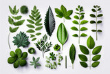 Fototapeta  - Assortiments de plantes et feuilles sur fond blanc - Générative iA