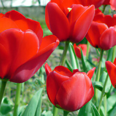 Wall Mural - tulip Tulipa bulbous herbs in lily family Liliaceae. Tulips, garden flowers, cultivars and varieties. Flowers delicate bright reddish red color. Beautiful buds. Landscaping. Variety Darwin hybrids.