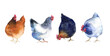 Watercolor set of chickens on the white background, chickens farm illustrations, chicken set