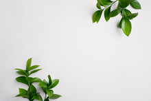 Natural Green Branches With Leaves On Empty Light Grey Background With Copy Space. Trendy Layout With Fresh Plant. Eco Spring Concept. Skin Care Product Advertising. Top View. Minimal Composition.
